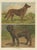 Large Antique Dog Poster – Shepherd and Mastiff by Briedwiser c.1880 : This impressive original chromolithograph poster...