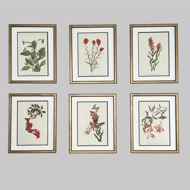 This beautiful set of 6 framed original vintage botanical wild flower prints were published in 1953. These 73 year old...