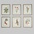 This beautiful set of 6 framed original vintage botanical wild flower prints were published in 1953. These 73 year old...