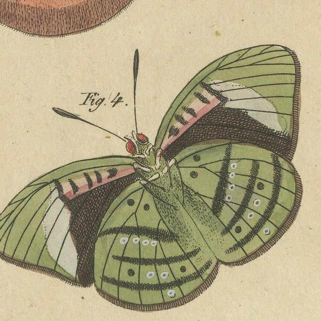 Paper Bertuch, Exotic Butterflies and Saturniid Moth, 1815, Print For Sale - Image 7 of 12