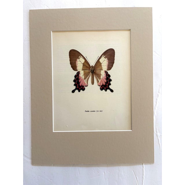 Realism Vintage 1965 Butterfly Print in 11x14 Mat: Parides Ascanius (Cramer), EUC For Sale - Image 3 of 3