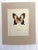 Realism Vintage 1965 Butterfly Print in 11x14 Mat: Parides Ascanius (Cramer), EUC For Sale - Image 3 of 3