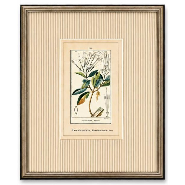 Antique French Botanical Engravings From Descourtilz’s Medical Flora of the West Indies, C. 1830 – Hand-Colored, Custom Framed ( Set A) - Set of 4 For Sale - Image 4 of 5
