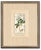 Antique French Botanical Engravings From Descourtilz’s Medical Flora of the West Indies, C. 1830 – Hand-Colored, Custom Framed ( Set A) - Set of 4 For Sale - Image 4 of 5