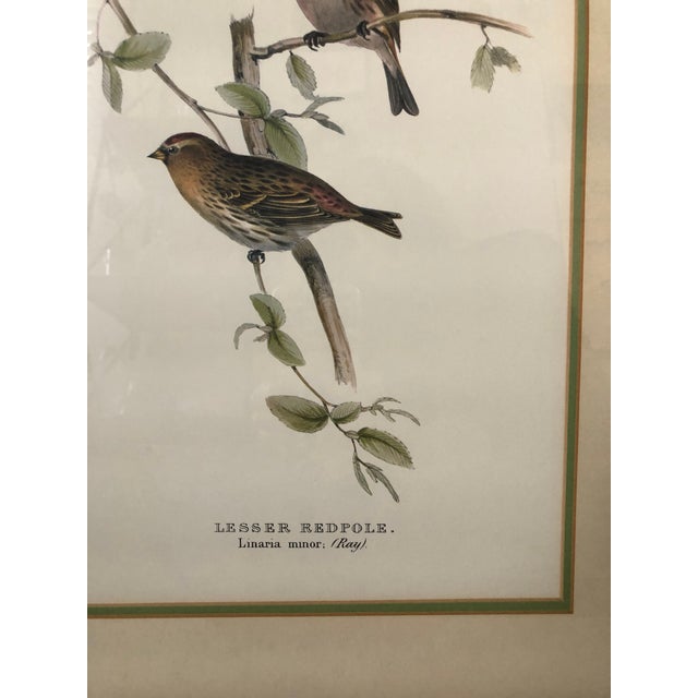 Vintage Framed Botanical Bird Prints Set of 2 Chairish