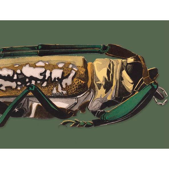 The series was produced by CFA editions from original pochior prints by E.A. Seguy. The series of insects that Seguy...