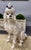 A charming Italian faience poodle figure, standing 21 ¾ inches tall and modeled in a seated pose with expressive, alert...