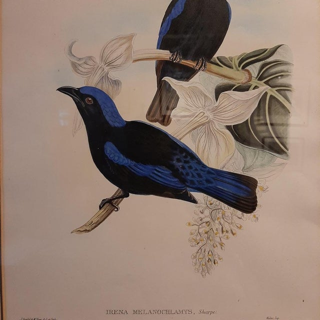 Gould, The Black-Mantled Fairy Bluebird, 1870, Print, Framed For Sale - Image 3 of 5