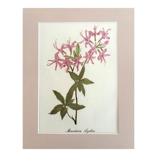 Vintage Mary Vaux Walcott Print in 11x14 Mat, Ready to Frame: Mountain Azalea For Sale