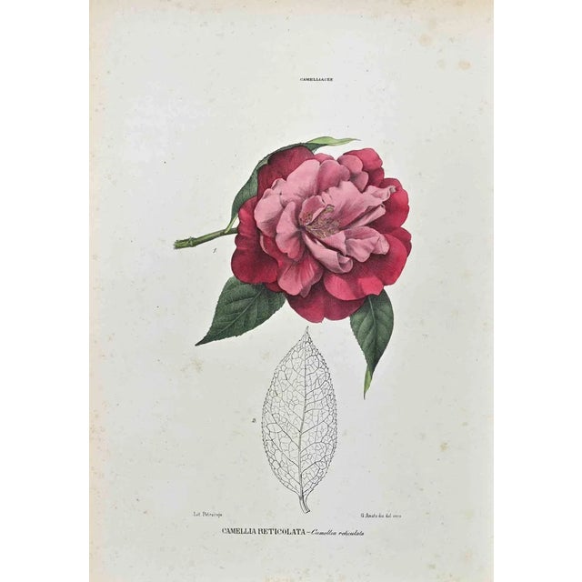 Vincenzo Tenore, The Camelliaceae, Lithograph, 1870s For Sale