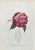 Vincenzo Tenore, The Camelliaceae, Lithograph, 1870s For Sale