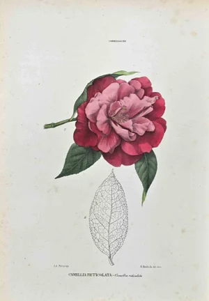 Vincenzo Tenore, The Camelliaceae, Lithograph, 1870s