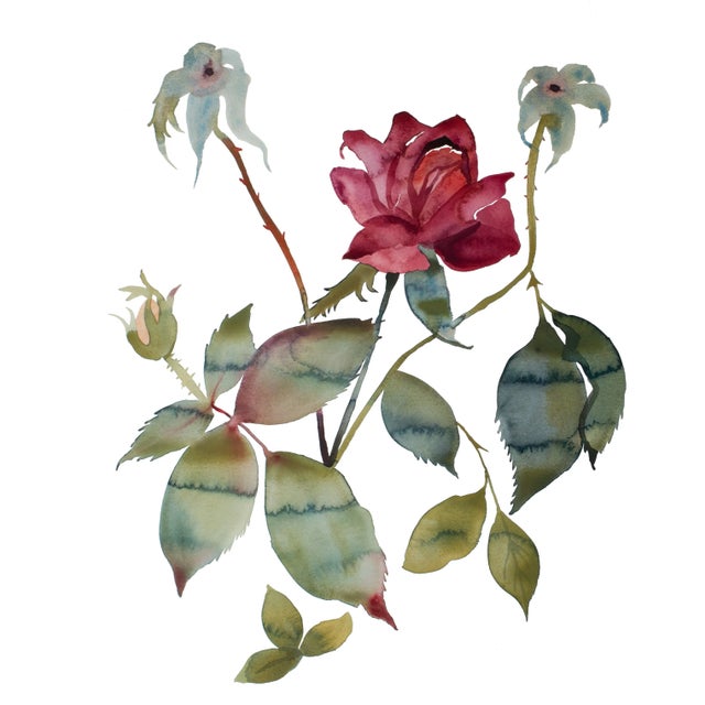 "Rose Study No. 85" Contemporary Original Botanical Flowers Watercolor Painting by Elizabeth Becker For Sale