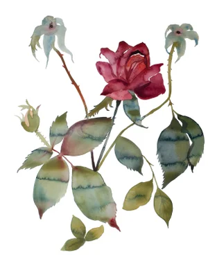 "Rose Study No. 85" Contemporary Original Botanical Flowers Watercolor Painting by Elizabeth Becker