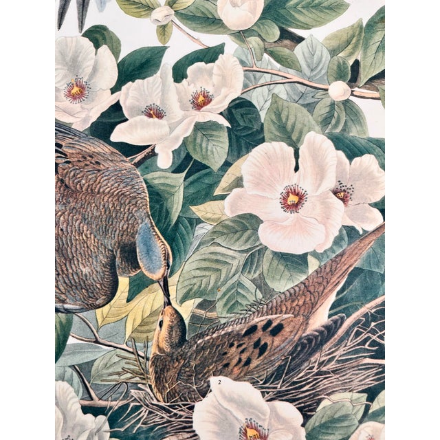 1960s 1964 Audubon Folio Lithograph Great Bird Paintings – “Carolina Pigeon or Turtledove” 17x14 For Sale - Image 5 of 8