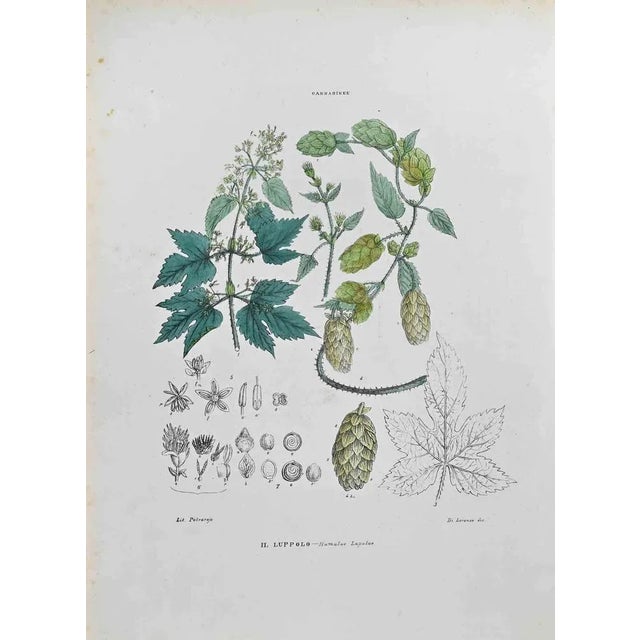 Lithograph hand watercolored. Plate from "Atlante di Botanica popolare ossia Illustrazione di Piante Notevoli di ogni...