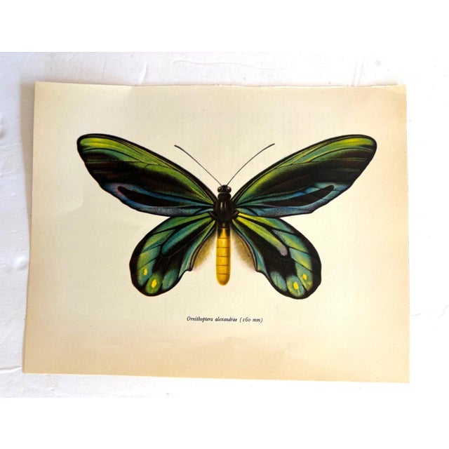 Up for sale is this gorgeous lithograph by F. Prochazka, published in Great Britain in 1965. It is in excellent, gently-...