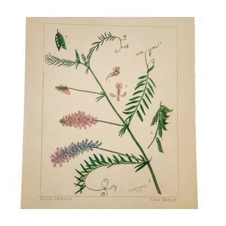 Cow Vetch Botanical Watercolor, RH Greeley For Sale