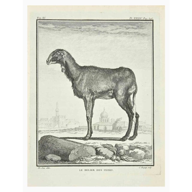 Le Belier is an etching realized by Jean Charles Baquoy in 1771. It belongs to the suite "Histoire Naturelle de Buffon"....