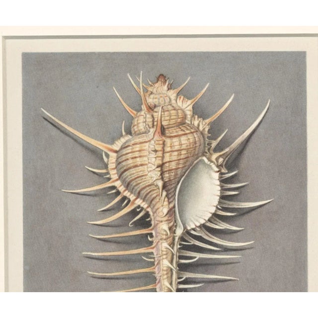 French Matted VIntage 1935 French Seashell Lithograph For Sale - Image 3 of 5