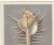 French Matted VIntage 1935 French Seashell Lithograph For Sale - Image 3 of 5