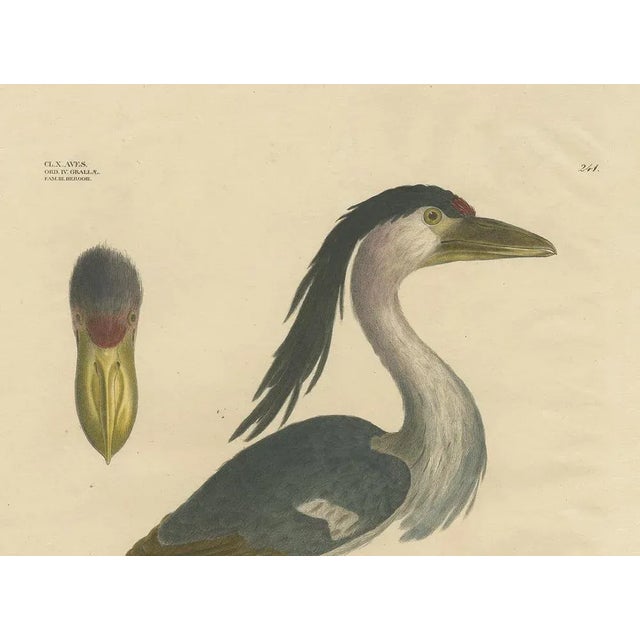 Goldfuss, Boat-Billed Heron, 1824, Paper For Sale - Image 3 of 5