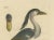 Goldfuss, Boat-Billed Heron, 1824, Paper For Sale - Image 3 of 5