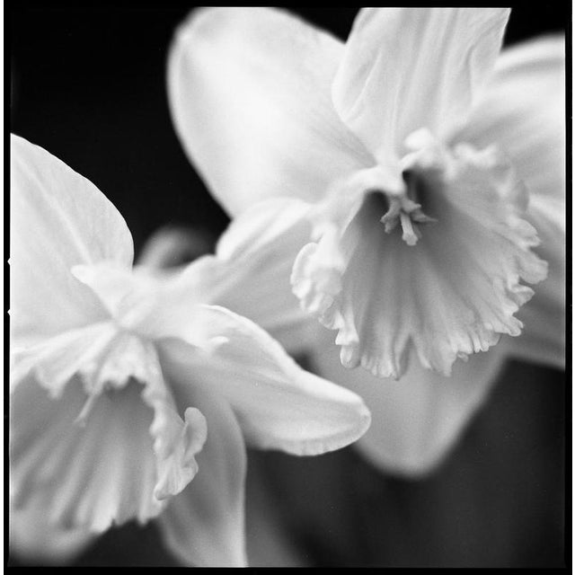 Not Yet Made - Made To Order Paul Cooklin, Daffodil I, Edition of 50 For Sale - Image 5 of 5