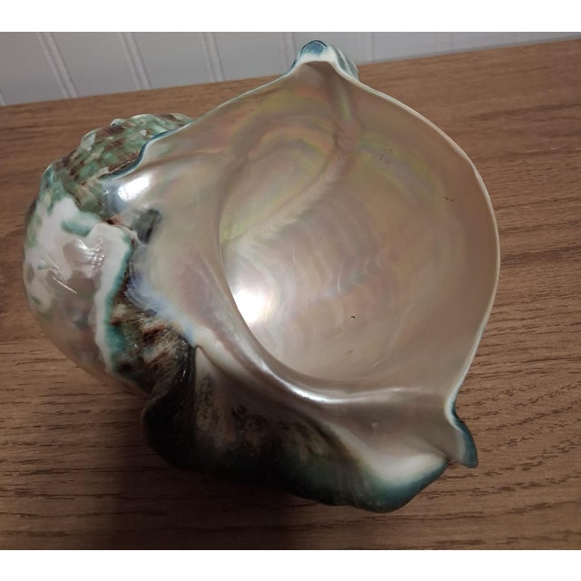 1990s Large 7" Polished Green Turban Shell Marmoratus 4" Opening Pristine For Sale - Image 5 of 8