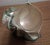 1990s Large 7" Polished Green Turban Shell Marmoratus 4" Opening Pristine For Sale - Image 5 of 8