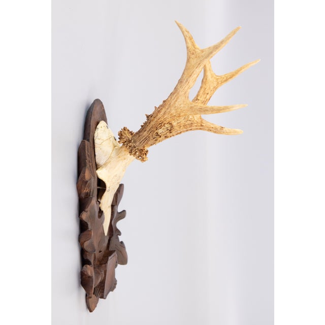 Black Forest Antique Black Forest Roe Deer Antlers Hunting Trophy 1906 Mount For Sale - Image 4 of 7
