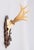 Black Forest Antique Black Forest Roe Deer Antlers Hunting Trophy 1906 Mount For Sale - Image 4 of 7