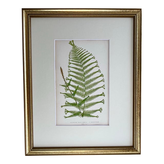 Antique Botanical Lithograph of a Fern Print by Edward J. Lowe London c.1867. For Sale