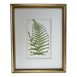 Antique Botanical Lithograph of a Fern Print by Edward J. Lowe London c.1867.