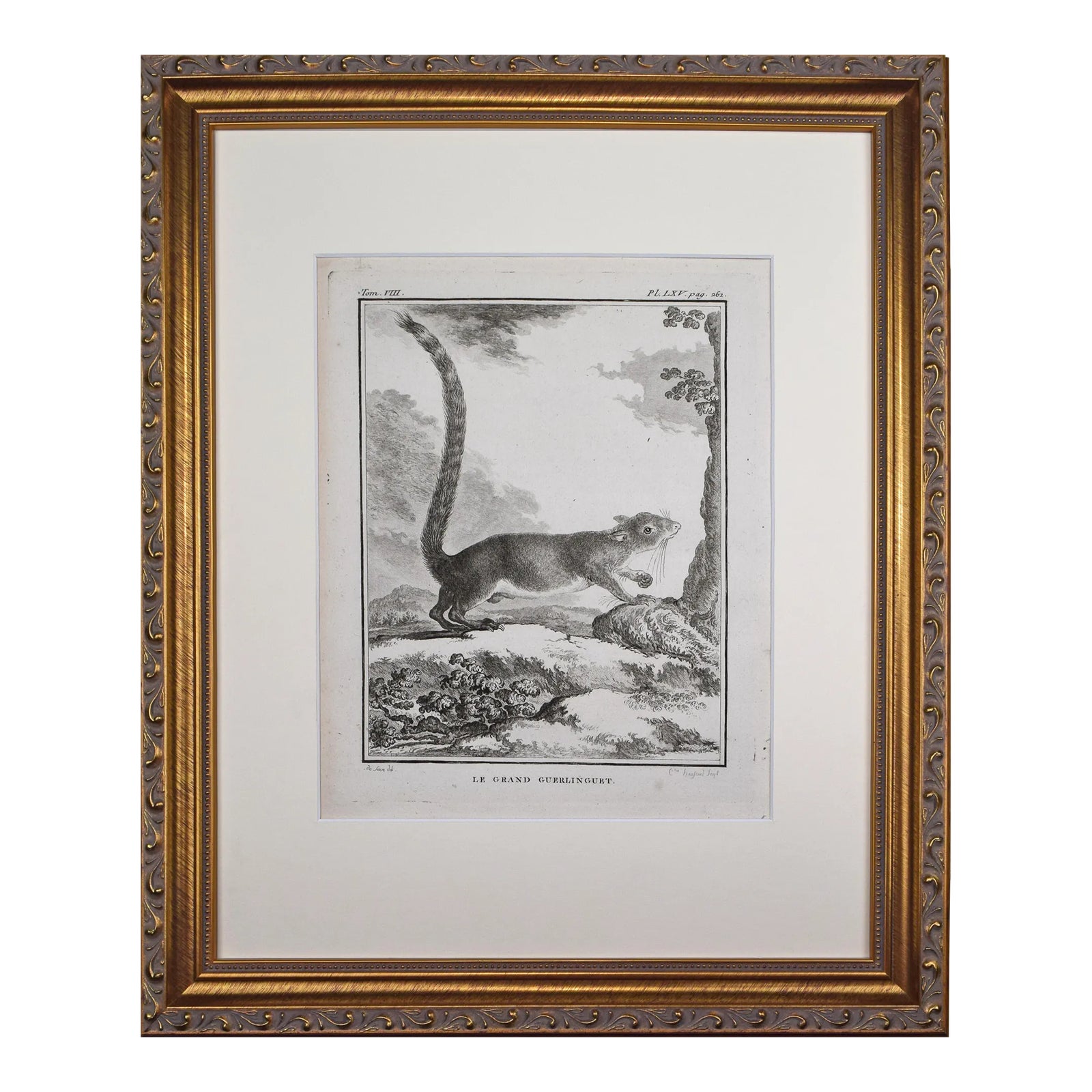 18th Century Original French Squirrel Engraving by Buffon 1789 | Chairish