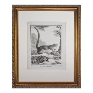 18th Century Original French Squirrel Engraving by Buffon 1789