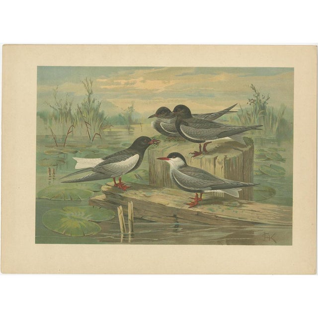 Illustrations of Seabirds Gulls, Terns & Skuas, 1890, Prints, Set of 6 For Sale - Image 4 of 10