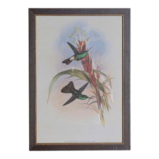 19th Century Bird Print - One of 24 For Sale