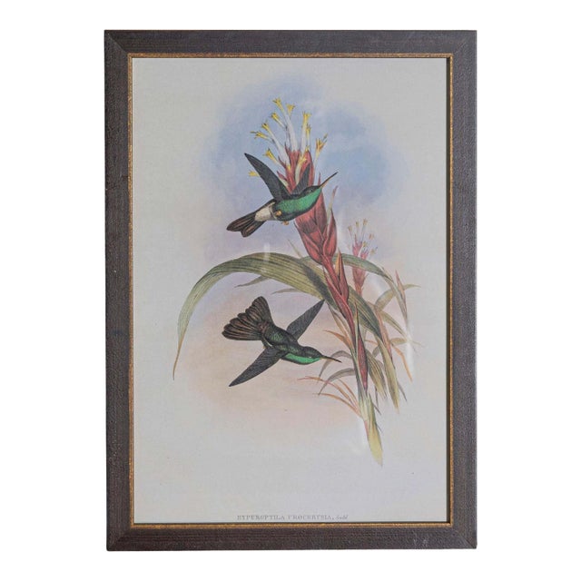 19th Century Bird Print - One of 24 For Sale