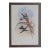 19th Century Bird Print - One of 24 For Sale