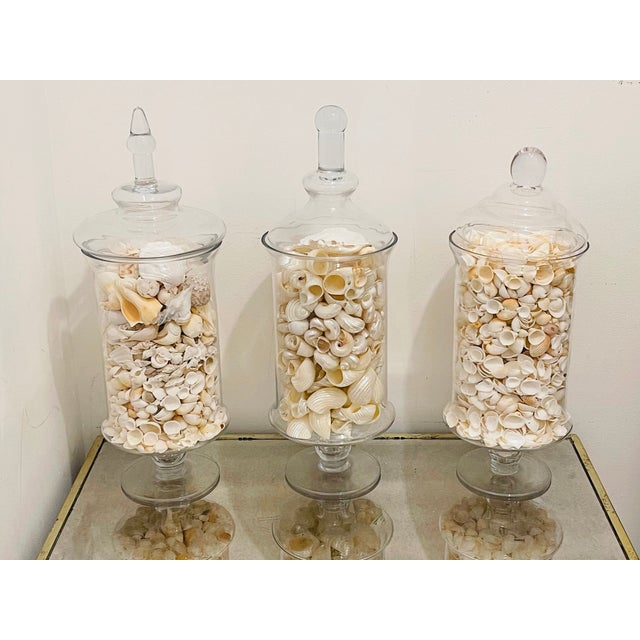 Large collection of natural sea shells in three large apothecary glass jars with covers.