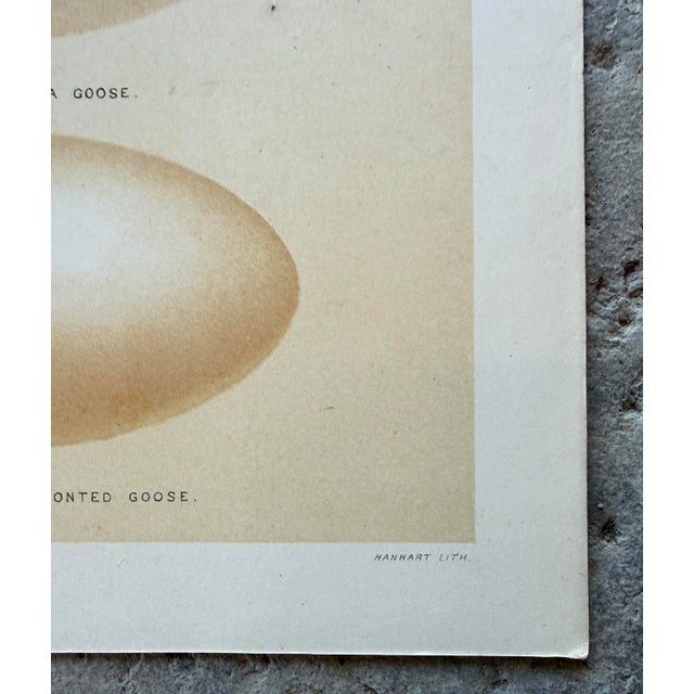 Set of 8 English Late 19th Chromolithographs of Bird Eggs For Sale - Image 10 of 10