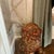 Antique Gilded Foo Lions - a Pair For Sale - Image 4 of 12