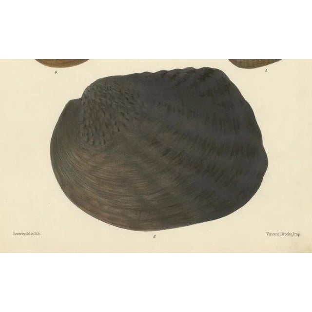 Paper Sowerby, Shell Lithographs Unio Hand-Colored Plates, 1800s, Paper, Framed, Set of 2 For Sale - Image 7 of 9