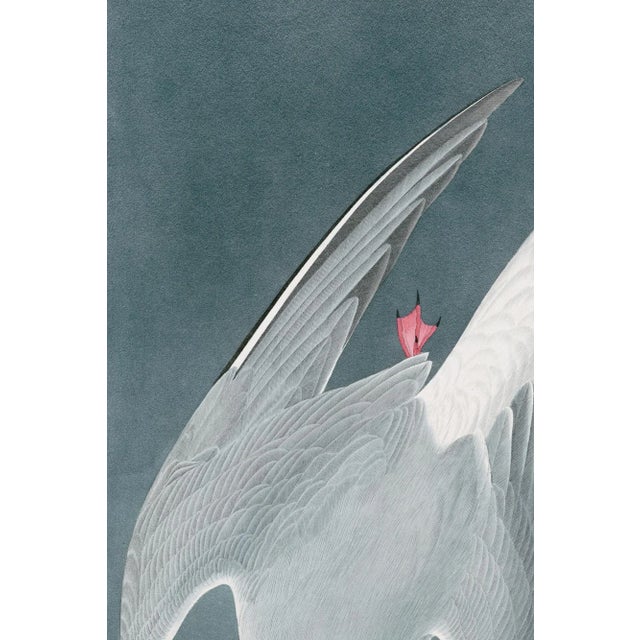John James Audubon Arctic Tern Print in Black Veneer With Silver Edge Moulding, After Audubon For Sale - Image 4 of 8