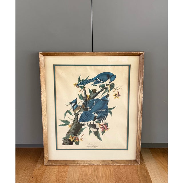 Pair of Vintage Framed Bird Illustration Lithographs by John James Audubon For Sale - Image 9 of 17