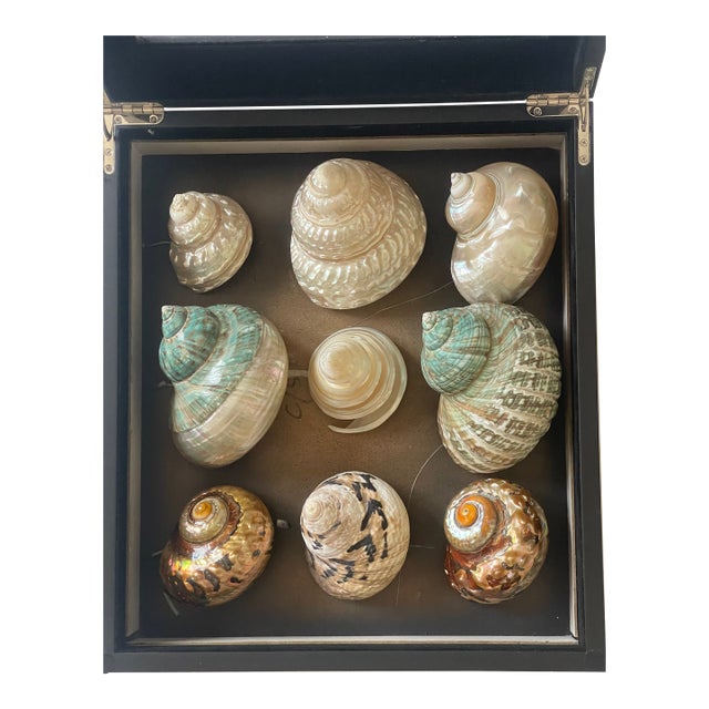 1960s Gorgeous Large Turno Sea Shell Collection in a Shadow Box For Sale