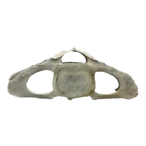 Very Large Antique Whale Vertebrae #9