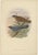 J. Gould, Bird Illustration of the Grey-Faced Cuckoo-Shrike, 1875, Print For Sale - Image 5 of 5