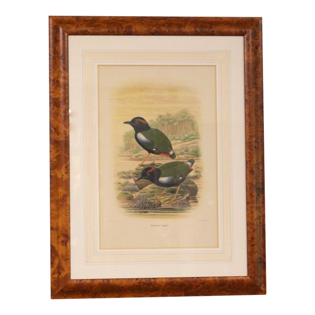 1893 English Framed Lithograph of the Pitta Iris by William Matthew Hart For Sale